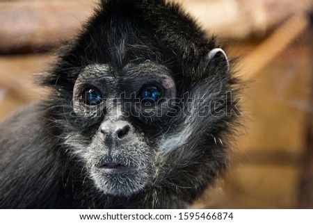 portrait of a monkey close up picture