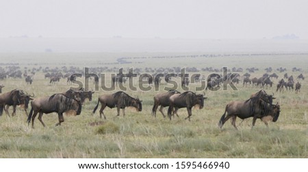 Large wildebeest herd during great migration in Serengeti, Tanzania, Africa