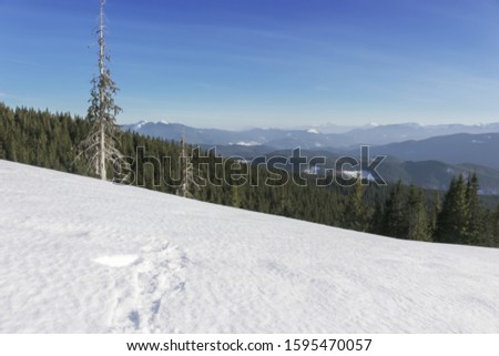 Fir trees on the background of mountain peaks. Panoramic view of the picturesque snowy winter landscape. 