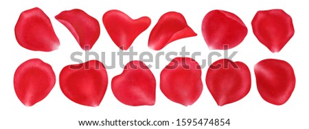 Rose petals isolated on white background..Valentines day,wedding, mother day,March 8,international women day decoration,.Digital clip art.Warercolor illustration