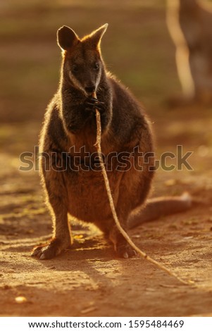 red-necked wallaby (Macropus rufogriseus) with strong back light