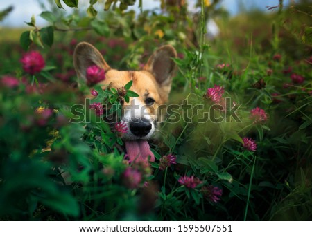 cute ginger Corgi dog puppy walks in summer meadow among pink clover flowers