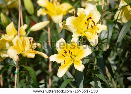 Fields with yellow lilly flower.