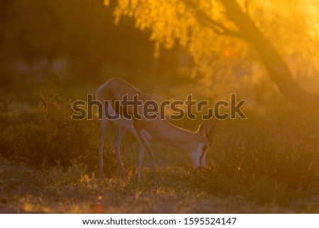 Springbok (Antidorcas marsupialis), Kgalagadi Transfrontier Park, Kalahari desert, South Africa/Botswana.