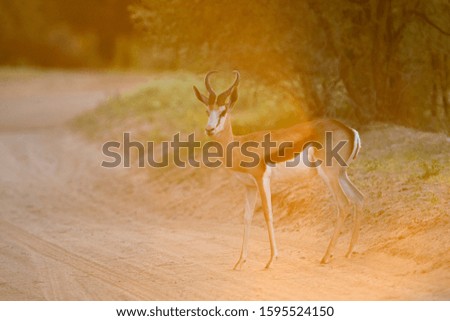 Springbok (Antidorcas marsupialis), Kgalagadi Transfrontier Park, Kalahari desert, South Africa/Botswana.