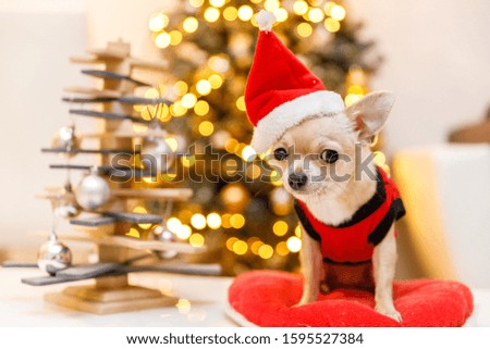 Christmas mini chihuahua dog in hat of Santa Claus and red clothes, Christmas tree with lights, white background