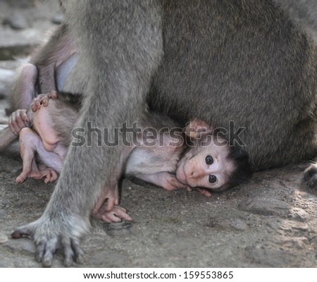 An infant Macaque or long tailed monkey.