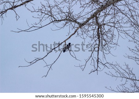 Crow on a birch. Silhouette of a tree with a crow in December. Silhouette of a raven on a tree branch isolated on a pale blue sky. A crow sits on a branch as a graphic silhouette pattern.