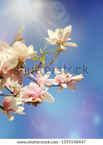 Magnolia flowers starting to bloom set against a clear blue sky background.