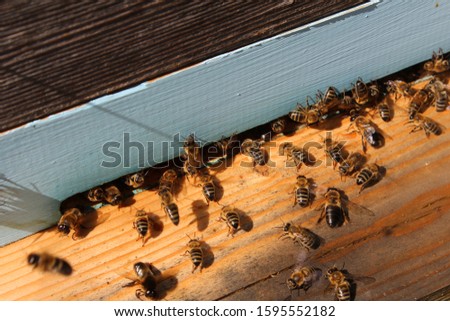 summer photos of bees in the hive