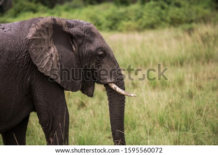 A large African elephant has refreshed itself in a puddle. Wet wrinkled skin Close up