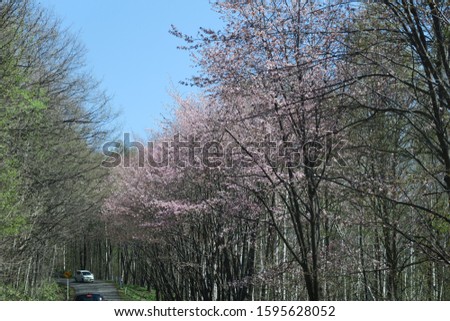 Spring tree nature in Hokkaido, Japan