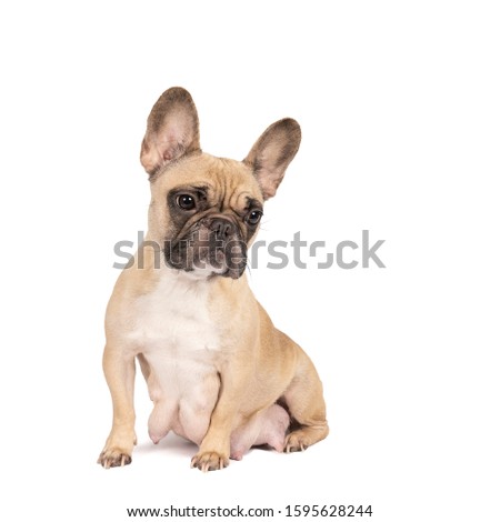 A Studio shot of an adorable beige adult French bulldog sitting on isolated white background looking at the camera with copy space