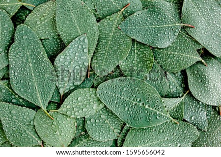 Background/Texture made of green eucalyptus leaves with raindrop, dew. Flat lay, top view