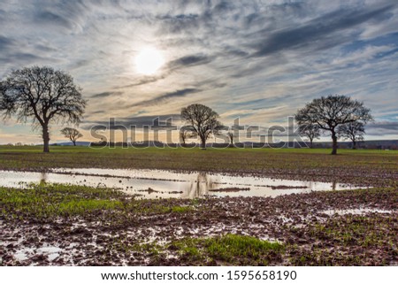 Bare trees in a waterlogged field in Sussex, on a sunny winters day Royalty-Free Stock Photo #1595658190