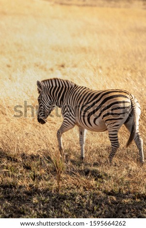 
wild zebra from Africa walking through the savanna