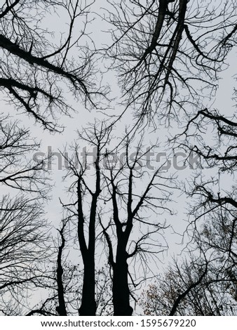 tree tops without leaves in the forest