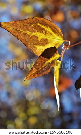 Brown yellow autumn leaves on a branch of a tree with a blurred background