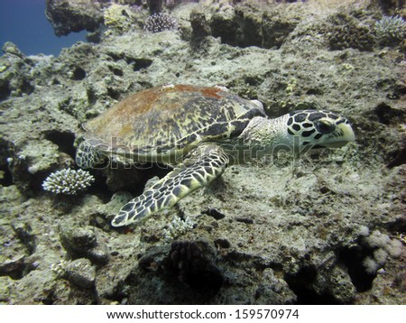 Hawksbill turtle swimming over reef