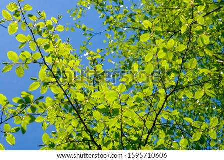 Young green birch leaves in spring. Isolated leaves in forest with blue sky background. Leaves and sky background.