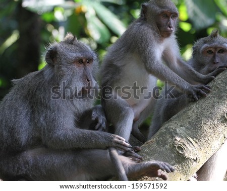 Two macaque monkeys in a tree.