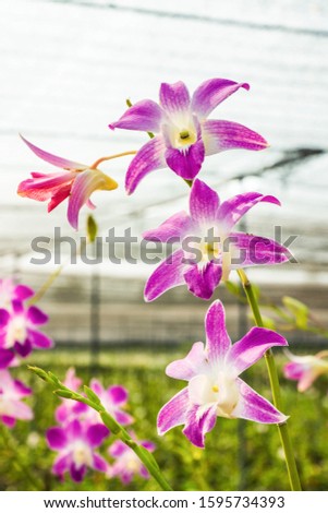 Purple orchid flowers in the orchid garden background
