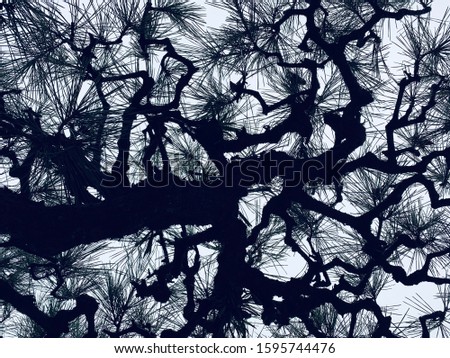 Very old forked pine branches and leaves Royalty-Free Stock Photo #1595744476