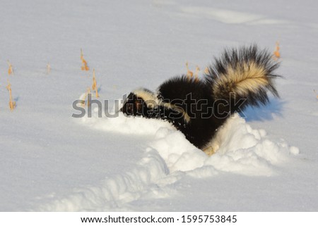 Skunk digging for grubs in snow covered pasture