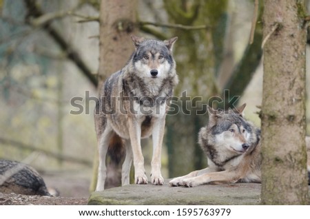 A closeup shot of wolf standing on a rock