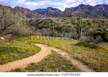 Intersection of paths and transition of seasons. Catalina State Park near Tucson.