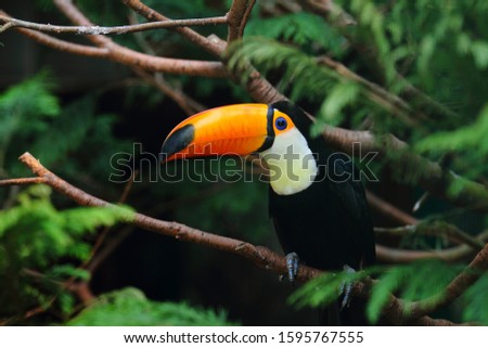 A selective focus shot of a toucan standing on a tree branch