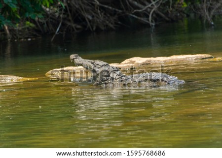 crocodile at Ranganathittu Bird Sanctuary, Srirangapatna, Karnataka