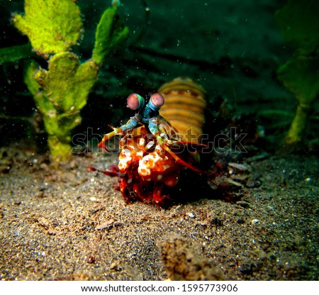 Peacock Mantis Shrimp is a large mantis shrimp native to the Indo-Pacific from Guam to East Africa.
