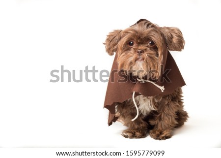 Cute puppy in brown robe Royalty-Free Stock Photo #1595779099