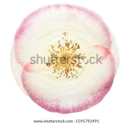 Pressed and dried pink flower poppy, isolated on white background. For use in scrapbooking, floristry or herbarium.