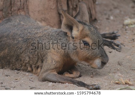 Patagonian mara (Dolichotis patagonum) is a relatively large rodent in the mara genus Dolichotis.[3] It is also known as the Patagonian cavy, Patagonian hare, or dillaby. 