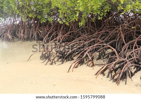 Close up of long mangrove tree roots. Mangrove at low tide. Mangrove and roots on sand, Lombok, Indonesia. Red mangrove, Rhizophora mangle. Best background for your project. Royalty-Free Stock Photo #1595799088