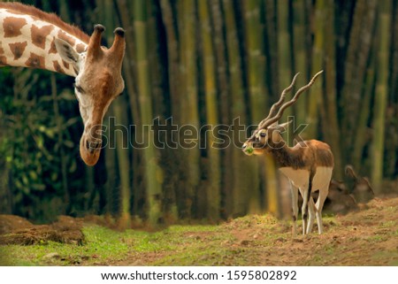giraffes and deer with green bamboo backgrounds