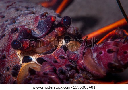 An extreme close up of a spiny lobster Royalty-Free Stock Photo #1595805481