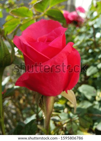 A picture of beautiful red flower from side view.