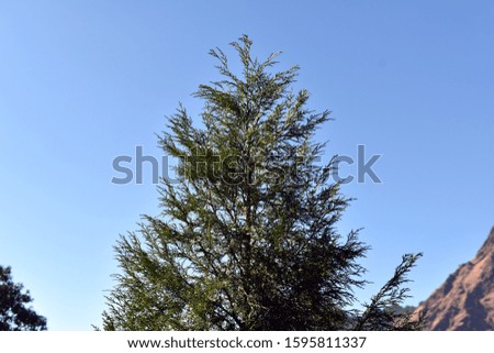 Beautiful picture of top of tree