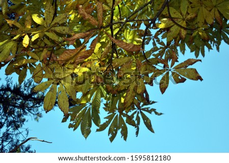 Beautiful picture of green and yellow leafs