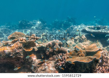 Underwater photo of a coral reef and fish in the tropical sea. Blue clear water, corals of all shapes and colors, lots of fish, sea animals. Andaman Sea of the Indian Ocean. Similan Islands, Thailand