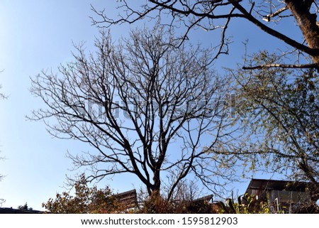 Beautiful picture of big tree in uttarakhand