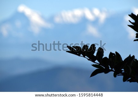 Beautiful picture of leaf and white background uttarakhand