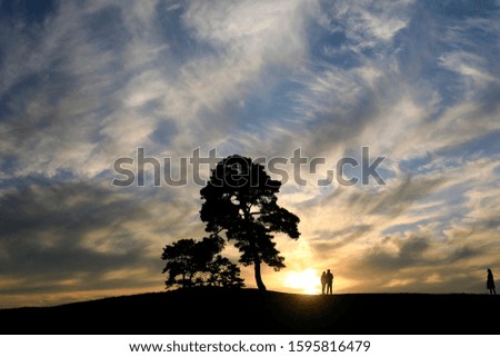 pine and beautiful scenery at dusk