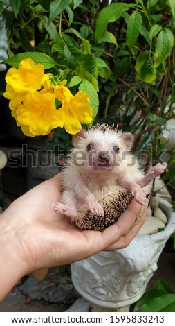 A lovely young african pygmy hedgehog looking camera on owner hand.