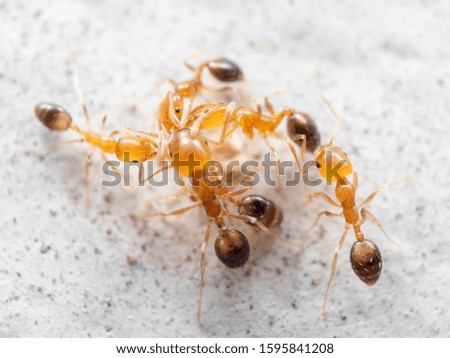 Macro Photography of Group of Tiny Ants Help Each Other to Transport Food