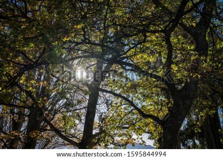 sunburst shines through the autumn tree leaves, under autumn tree shade 