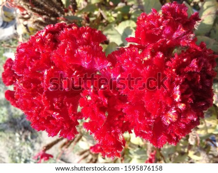 Cockscomb flowers are also known as Wool Flowers or Brain Celosia suggestive of a highly colored brain
